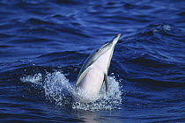 Short-beaked Common Dolphin (Delphinus delphis delphis) leaping out of water, New Zealand
