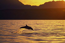Short-beaked Common Dolphin (Delphinus delphis delphis) leaping out of water at sunset, Sea of Cortez, Mexico