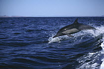 Short-beaked Common Dolphin (Delphinus delphis delphis) leaping out of wave, Sea of Cortez, Mexico