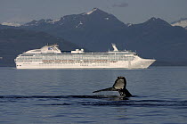 Humpback Whale (Megaptera novaeangliae) diving near tour boat, southeast Alaska