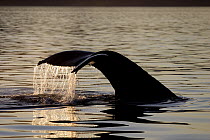 Humpback Whale (Megaptera novaeangliae) diving at sunset, southeast Alaska