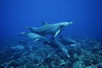 Bottlenose Dolphin (Tursiops truncatus) pod swimming over coral reef, Ogasawara Island, Japan