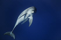 Bottlenose Dolphin (Tursiops truncatus) with Remora (Remora remora) pair attached to underside, Ogasawara Island, Japan