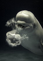 Beluga (Delphinapterus leucas) whale blowing toroidal bubble ring, Shimane Aquarium, Japan