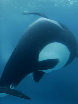 Orca (Orcinus orca) giving birth, Sea World, Kamogawa, Japan