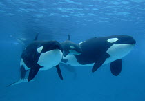 Orca (Orcinus orca) mother and newborn baby with escort, Sea World, Kamogawa, Japan