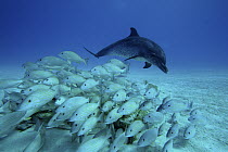 Atlantic Spotted Dolphin (Stenella frontalis) chasing school of snappers, Bahamas, Caribbean