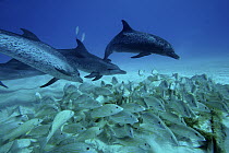 Atlantic Spotted Dolphin (Stenella frontalis) trio predating on school of snappers, Bahamas, Caribbean
