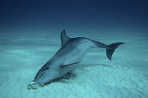 Atlantic Spotted Dolphin (Stenella frontalis) foraging for fish hidden in ocean floor, Bahamas, Caribbean