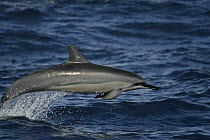 Spinner Dolphin (Stenella longirostris) porpoising, Ogasawara Island, Japan