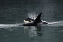 Orca (Orcinus orca) mother and calf surfacing, southeast Alaska