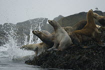 Steller's Sea Lion (Eumetopias jubatus) group hauled out on rock, Prince William Sound, Alaska