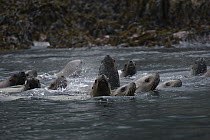 Steller's Sea Lion (Eumetopias jubatus) group swimming, Prince William Sound, Alaska