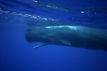 Sperm Whale (Physeter macrocephalus) opening mouth near surface, Ogasawara Island, Japan