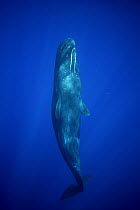 Sperm Whale (Physeter macrocephalus) underside, Ogasawara Island, Japan