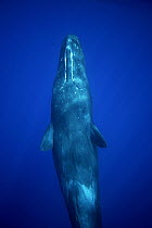 Sperm Whale (Physeter macrocephalus) underside, Ogasawara Island, Japan