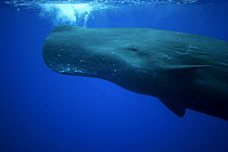 Sperm Whale (Physeter macrocephalus) near surface, Ogasawara Island, Japan