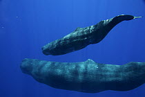 Sperm Whale (Physeter macrocephalus) pair swimming together, Ogasawara Island, Japan