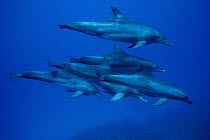 Bottlenose Dolphin (Tursiops truncatus) pod swimming underwater, Ogasawara Island, Japan