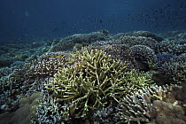 Staghorn Coral (Acropora cervicornis) in coral reef around Sipadan Island, Celebes Sea, Borneo