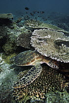 Green Sea Turtle (Chelonia mydas) resting beneath ledge on coral reef, endangered, Sipadan Island, Celebes Sea, Borneo