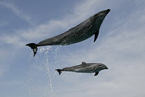 Bottlenose Dolphin (Tursiops truncatus) pair leaping out of water, Sea World, Kamogawa, Japan