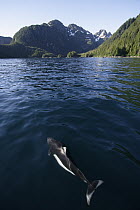 Dall's Porpoise (Phocoenoides dalli) surfacing, Prince William Sound, Alaska