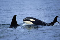 Orca (Orcinus orca) mother and calf surfacing, Prince William Sound, Alaska