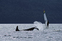 Orca (Orcinus orca) tail slapping beside wind surfer, Johnstone Strait, British Columbia, Canada