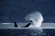 Orca (Orcinus orca) northern resident male tail slapping, Johnstone Strait, British Columbia, Canada
