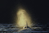Orca (Orcinus orca) northern resident spouting, Johnstone Strait, British Columbia, Canada