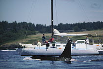 Orca (Orcinus orca) southern resident male surfacing beside whale watching boat, San Juan Island, Washington