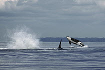 Orca (Orcinus orca) southern residents breaching, Puget Sound, Washington