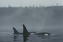 Orca (Orcinus orca) northern resident male and female surfacing in fog, Johnstone Strait, British Columbia, Canada