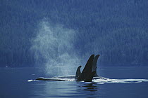 Orca (Orcinus orca) northern resident pod surfacing, Johnstone Strait, British Columbia, Canada