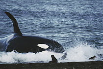 Orca (Orcinus orca) hunting South American Sea Lion (Otaria flavescens) group by beaching itself, Peninsula Valdez, Argentina