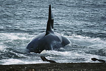Orca (Orcinus orca) hunting South American Sea Lion (Otaria flavescens) group by beaching itself, Peninsula Valdez, Argentina