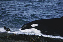 Orca (Orcinus orca) hunting South American Sea Lion (Otaria flavescens) by beaching itself, Peninsula Valdez, Argentina
