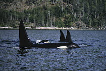 Orca (Orcinus orca) northern resident pod surfacing, Johnstone Strait, British Columbia, Canada