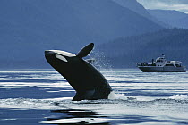 Orca (Orcinus orca) northern resident breaching in front of whale watching boat, Johnstone Strait, British Columbia, Canada
