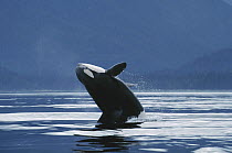 Orca (Orcinus orca) northern resident breaching, Johnstone Strait, British Columbia, Canada