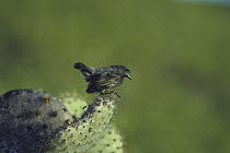 Common Cactus-Finch (Geospiza scandens) calling from Opuntia (Opuntia sp) cactus, Galapagos Islands, Ecuador