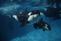 Orca (Orcinus orca) mother and newborn calf with escort, Sea World, Kamogawa, Japan
