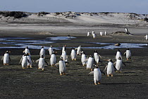 Gentoo Penguin (Pygoscelis papua) group returning to colony, Falkland Islands