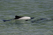 Commerson's Dolphin (Cephalorhynchus commersonii) surfacing, Falkland Islands