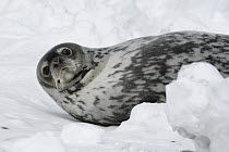 Weddell Seal (Leptonychotes weddellii) resting on ice, Antarctic Peninsula, Antarctica