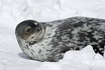 Weddell Seal (Leptonychotes weddellii) resting on ice, Antarctic Peninsula, Antarctica