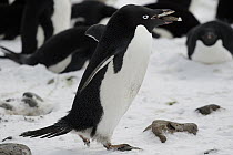 Adelie Penguin (Pygoscelis adeliae) carrying stones to nest, Antarctic Peninsula, Antarctica