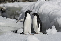 Adelie Penguin (Pygoscelis adeliae) pair on ice, Antarctic Peninsula, Antarctica