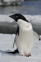 Adelie Penguin (Pygoscelis adeliae) on ice, Antarctic Peninsula, Antarctica